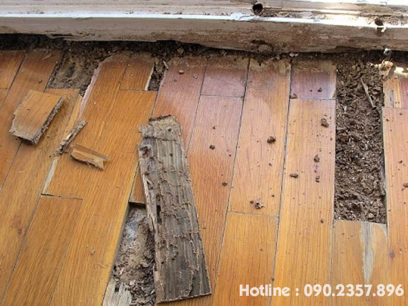 Mối phá hoại sàn gỗ 