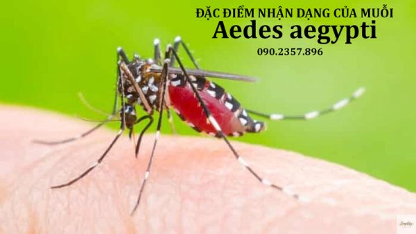 Muỗi Aedes aegypti