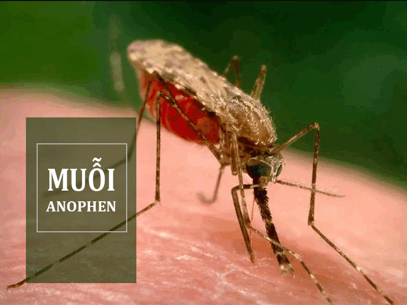 Hình ảnh muỗi Anophen