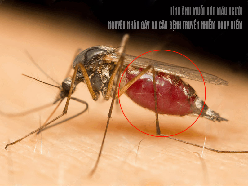 Hình ảnh muỗi hút máu người